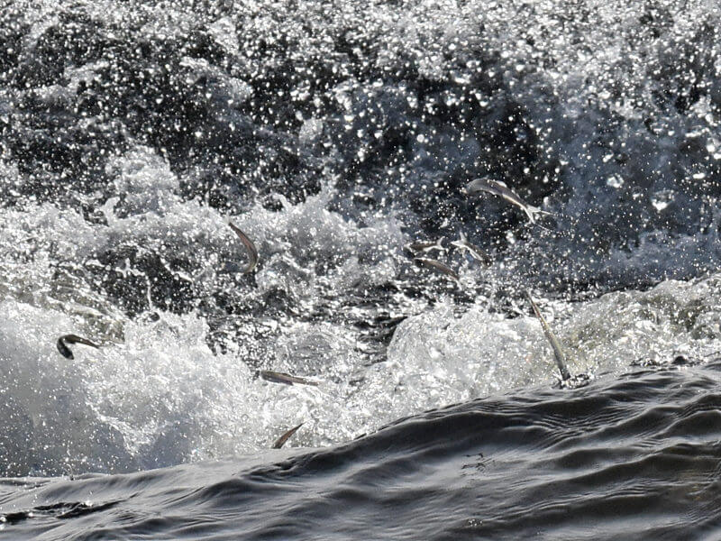 Fish splash out of the water to escape the minke whale. 