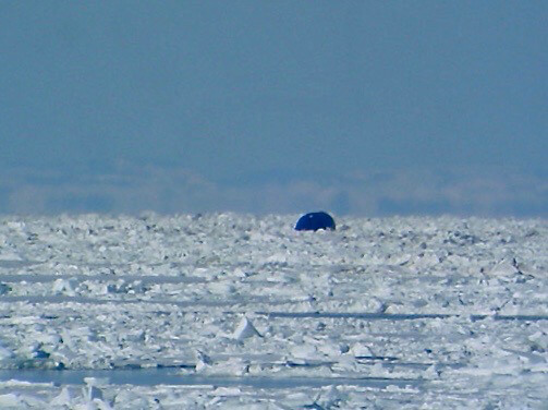 Un rorqual bleu dérive au large de Sainte-Luce en 2005.