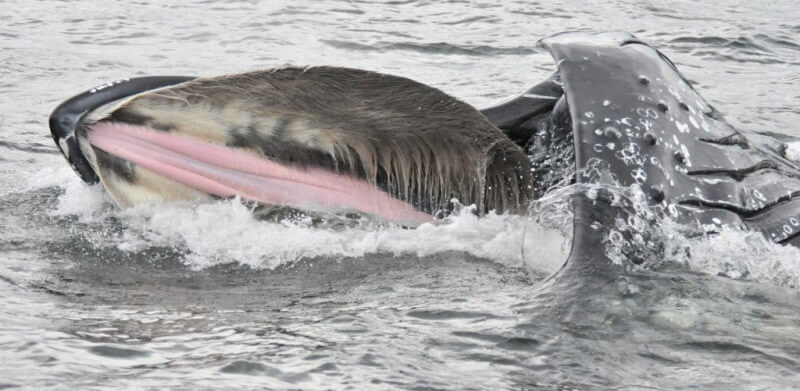 Humpback whale baleens - © GREMM