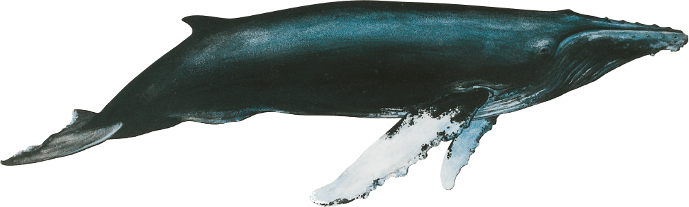Image humpback whale