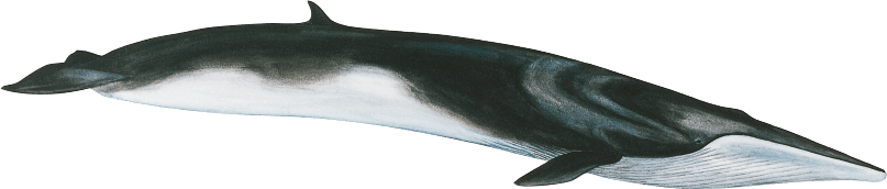 Image Fin whale