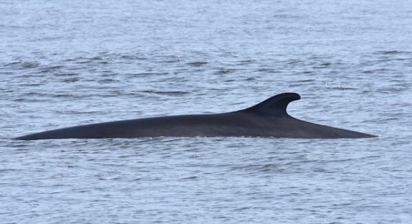 A fin whale