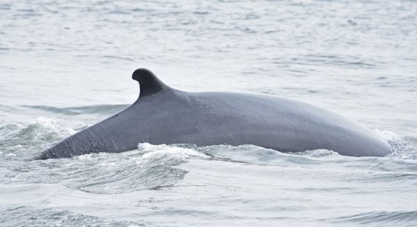 A fin whale