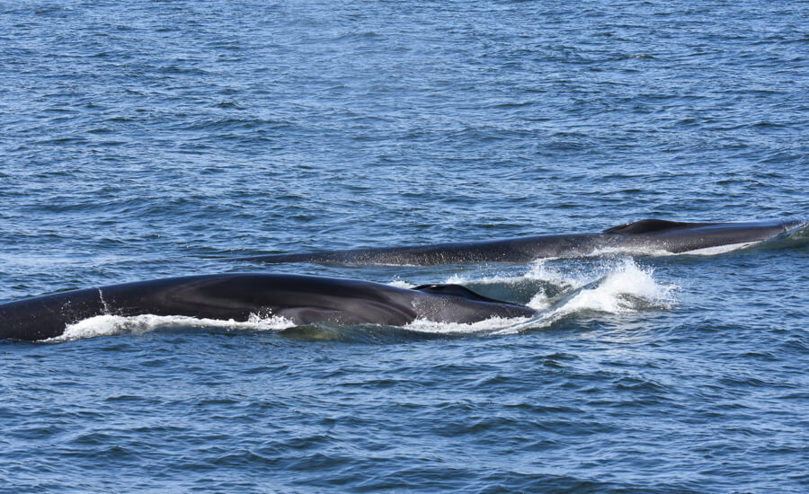 Fin whales