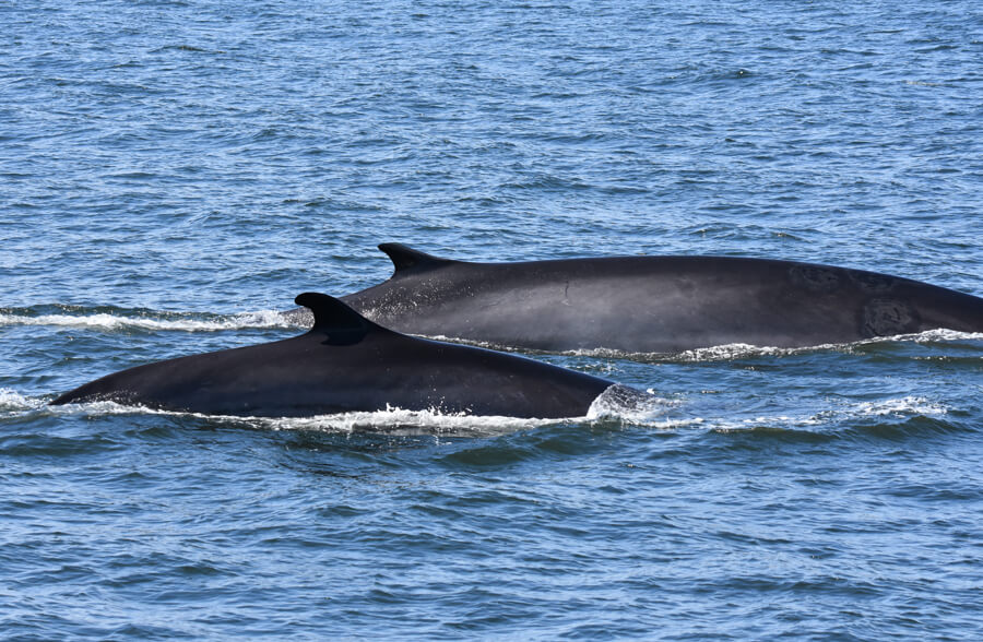 Fin whales