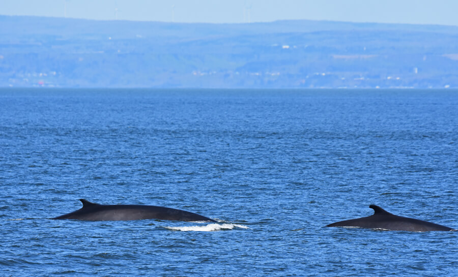 Fin whales