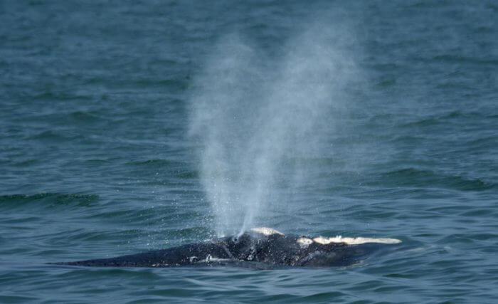 right whale blowing