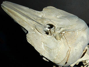 Harbour porpoise skull  © GREMM