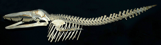 Skeleton of a juvenile minke whale © GREMM