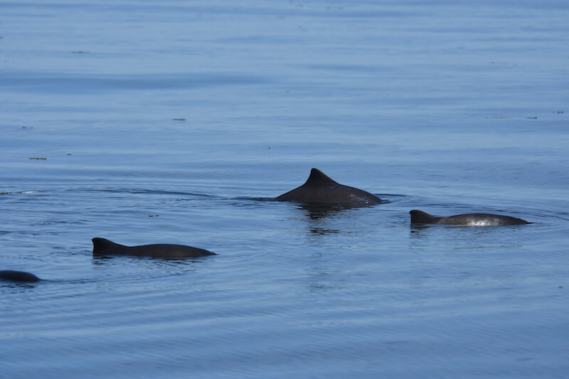 back fins of a few porpoises above the surface