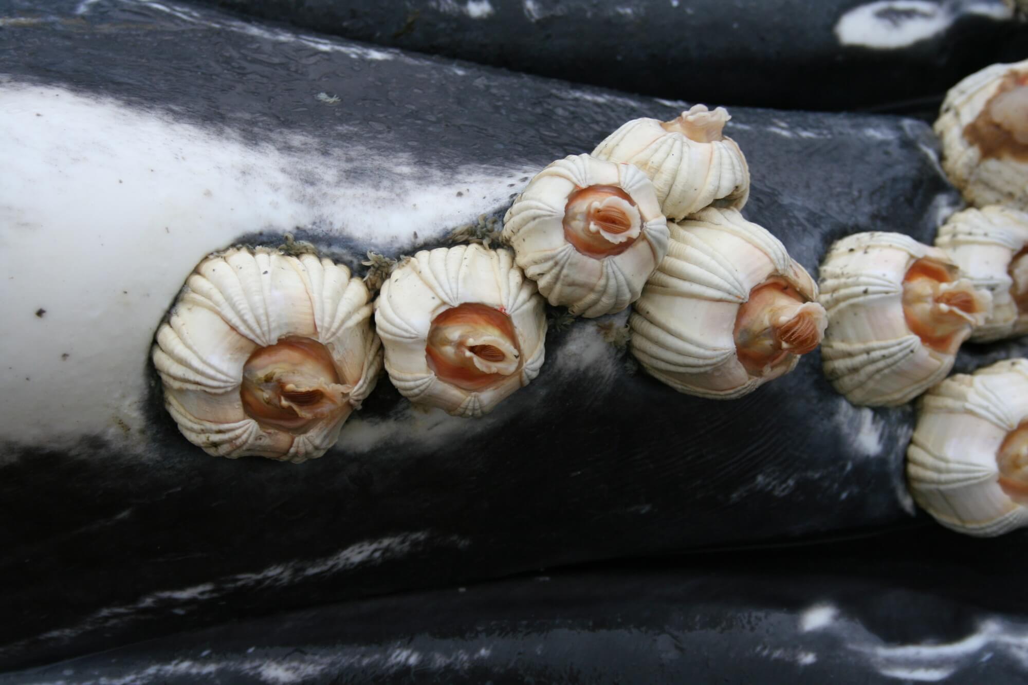 Balanes sur la peau d'un rorqual à bosse (photo prise lors d'une nécropsie). © NOAA