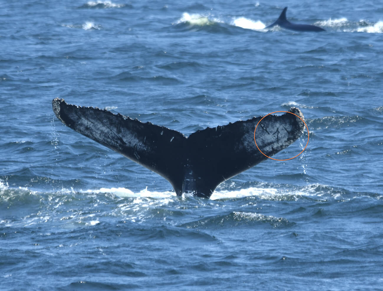 Skeleton - Baleines en direct