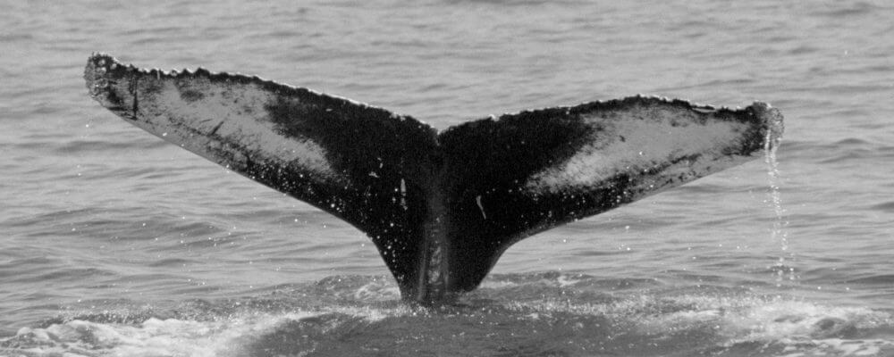 Le Souffleur - Baleines en direct