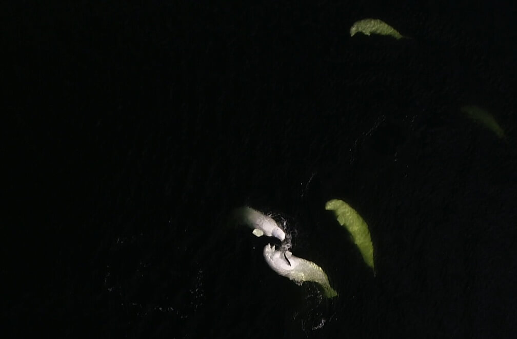 Aerial pictures of beluga whales where we can see a fish slipping on the flank of one beluga. 
