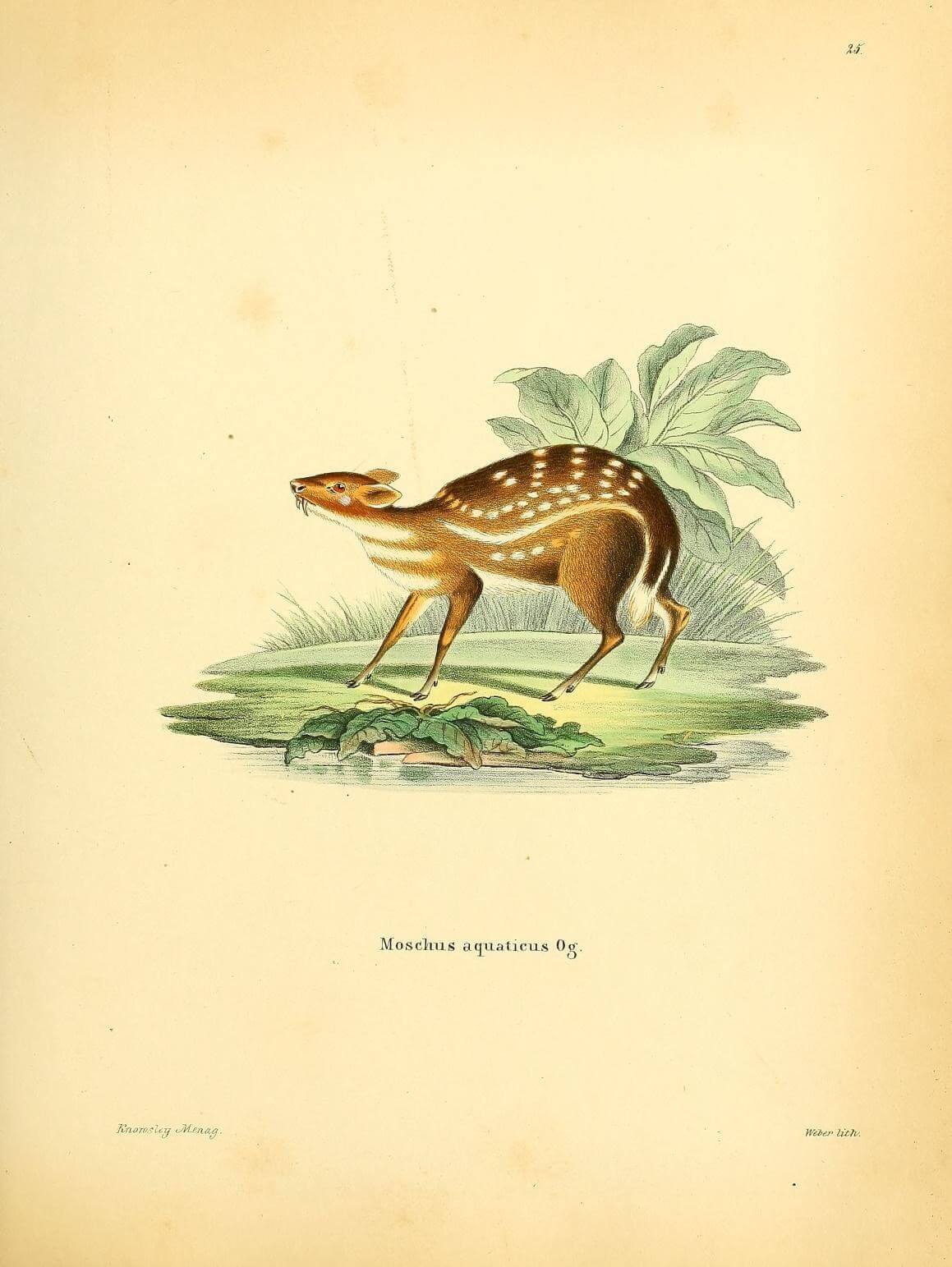 Drawing of the water chevrotain
