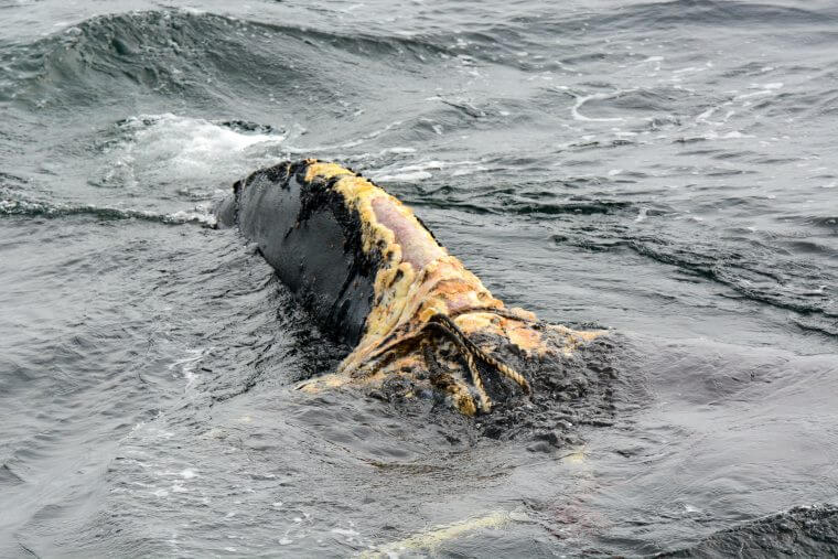 Pédoncule blessé de baleine noire