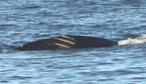 La baleine noire Wolverine à la surface, ses cicatrices bien visibles.