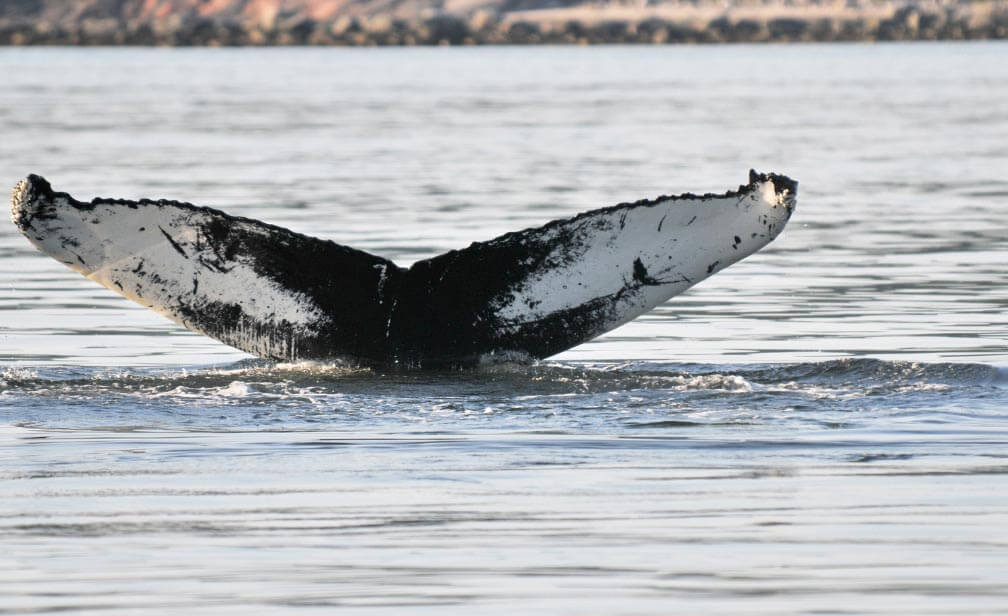 humpback whale's tail