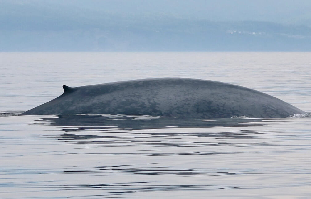 Blue whale's back