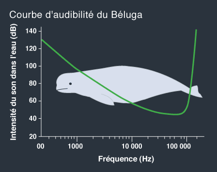 Audibility curve of the beluga whale