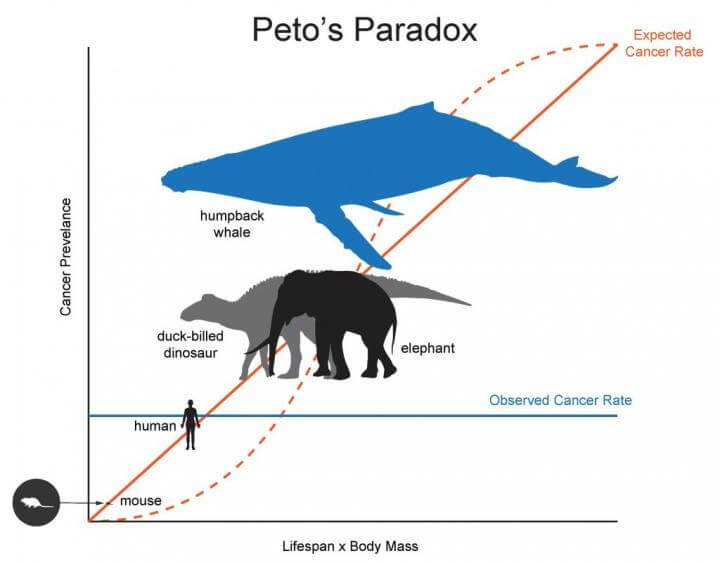 Peto's paradox graph. 