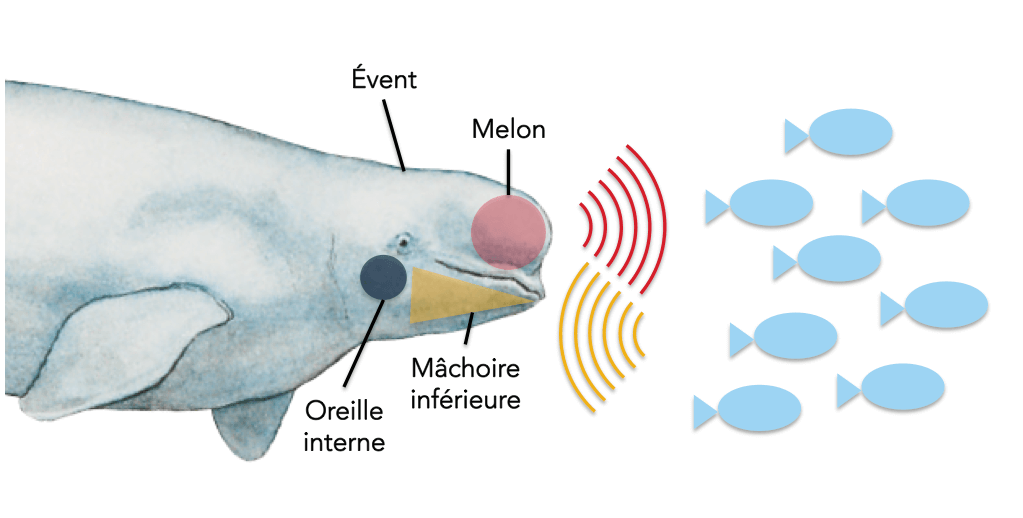 schéma montrant l'évent, le melon, la mâchoire inférieure et l'oreille interne.