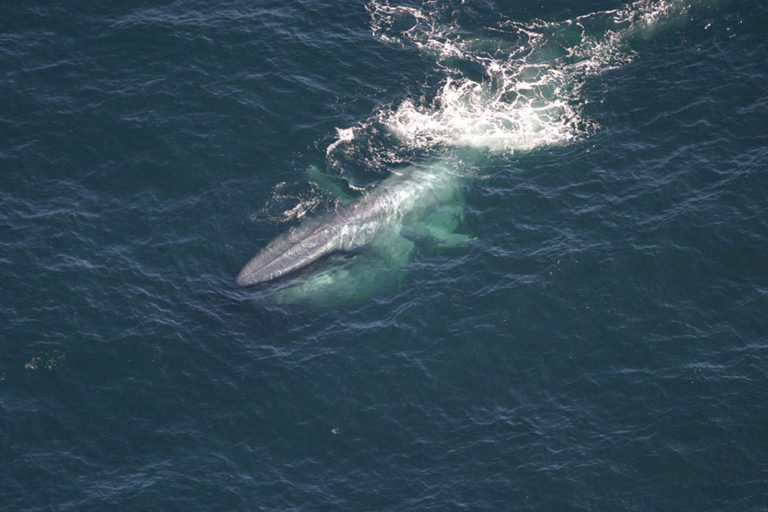 What is the function of the callosities in right whales? - Baleines en ...