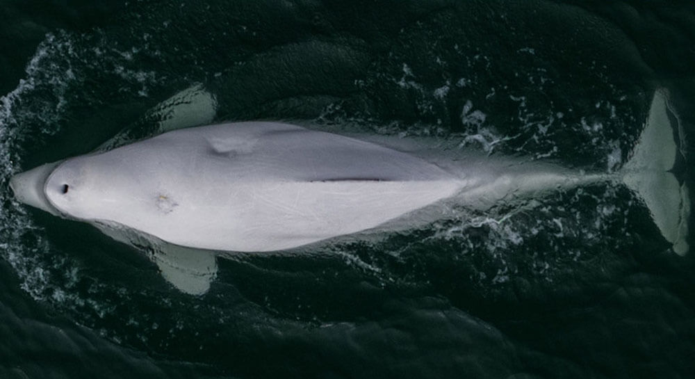 Toxins in vegetation may have caused death of beluga whales at