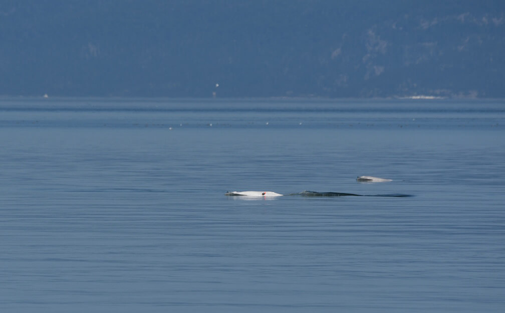Tagged beluga swimming with a grey beluga.
