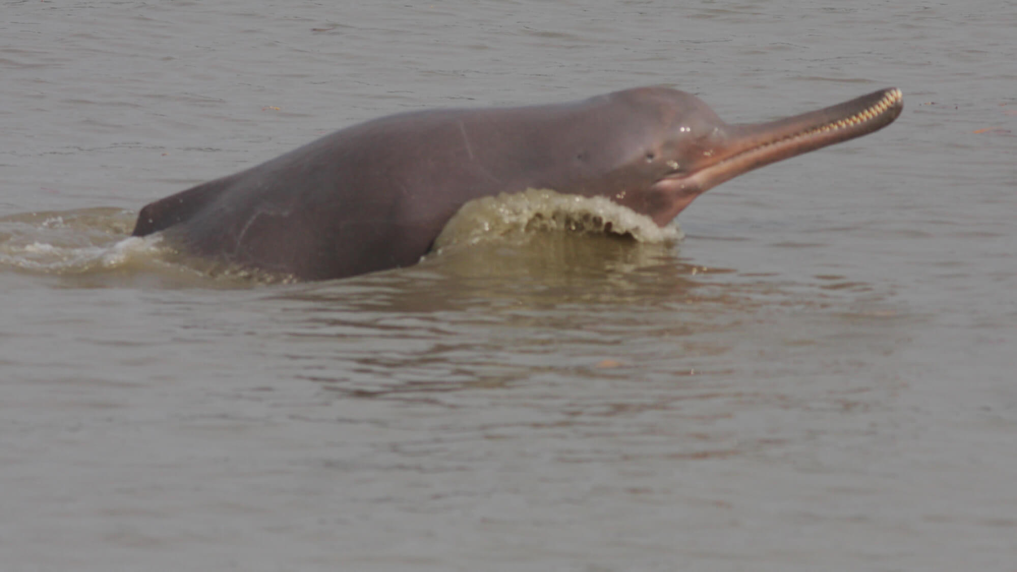 South Asian river dolphin © NOAA
