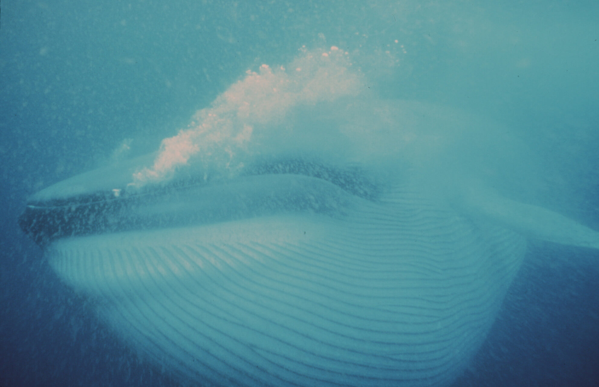 Killer Whale Eating Blue Whale