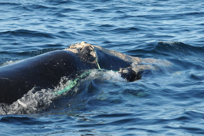 A entangled right whale