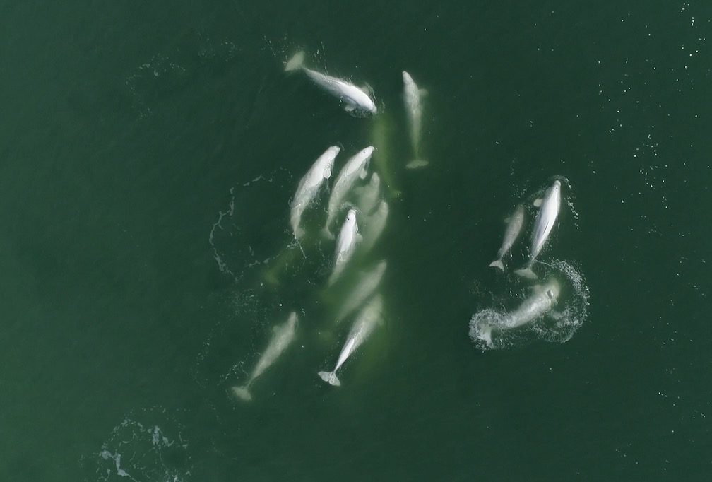 A group of belugas seen from above.