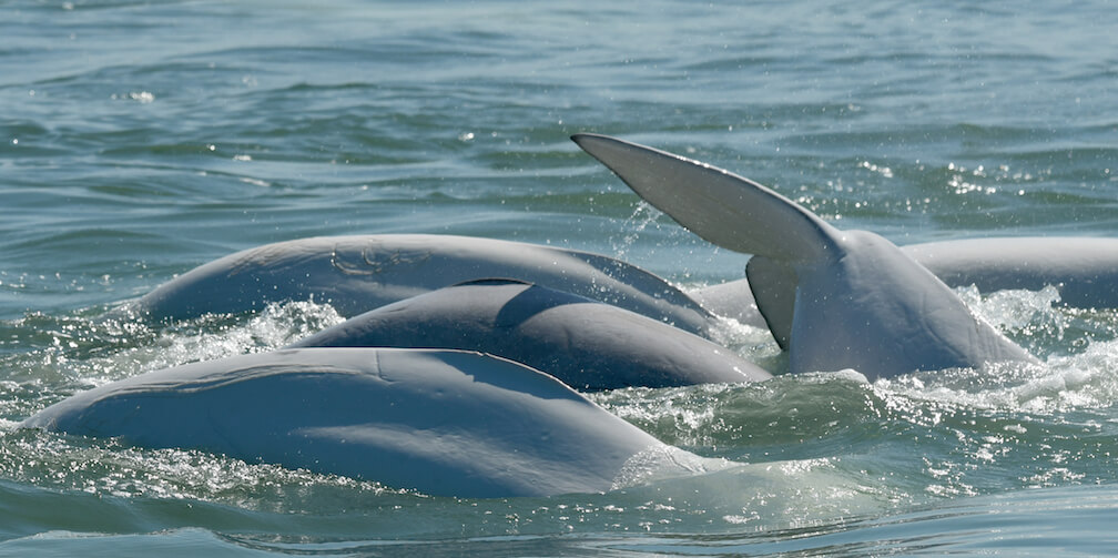 A pretty picture of belugas