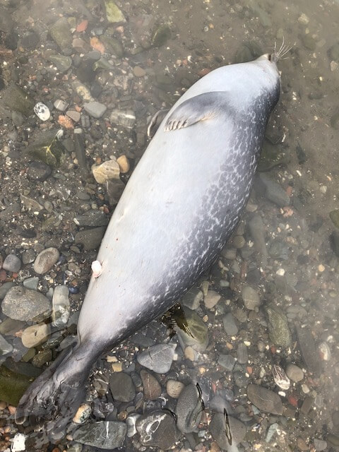 A harbour seal carcass 