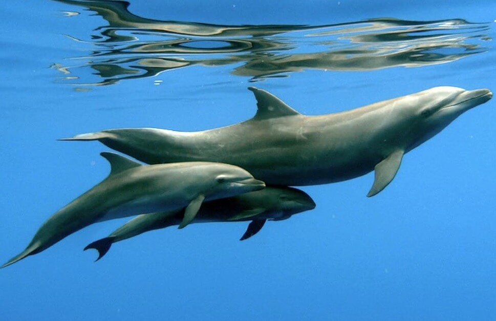Une femelle grand dauphin, accompagnée de sa fille biologique et d'un jeune péponocéphale.