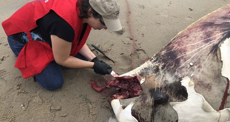 A volunteer samples a beluga carcass on a beach in Pointe-aux-Outardes