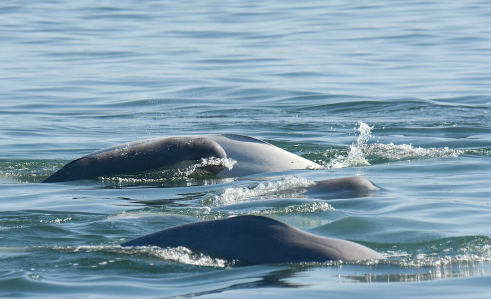 grey and white beluga's backs above water