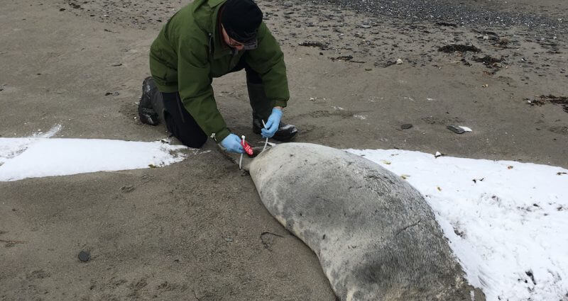 Le bénévole Réjean Côté attache une étiquette d'identification autour des pattes d'une carcasse de phoque gris.