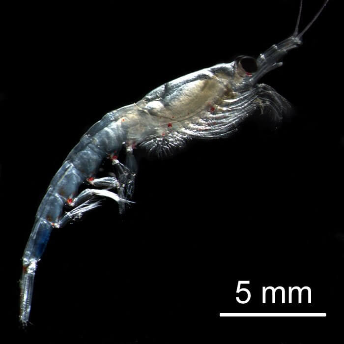 Krill has a shape that reminds of a shrimp. It measures less than 5 mm
