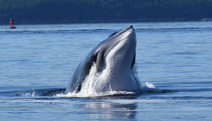 Baleine en train de s'alimenter à la surface de l'eau.