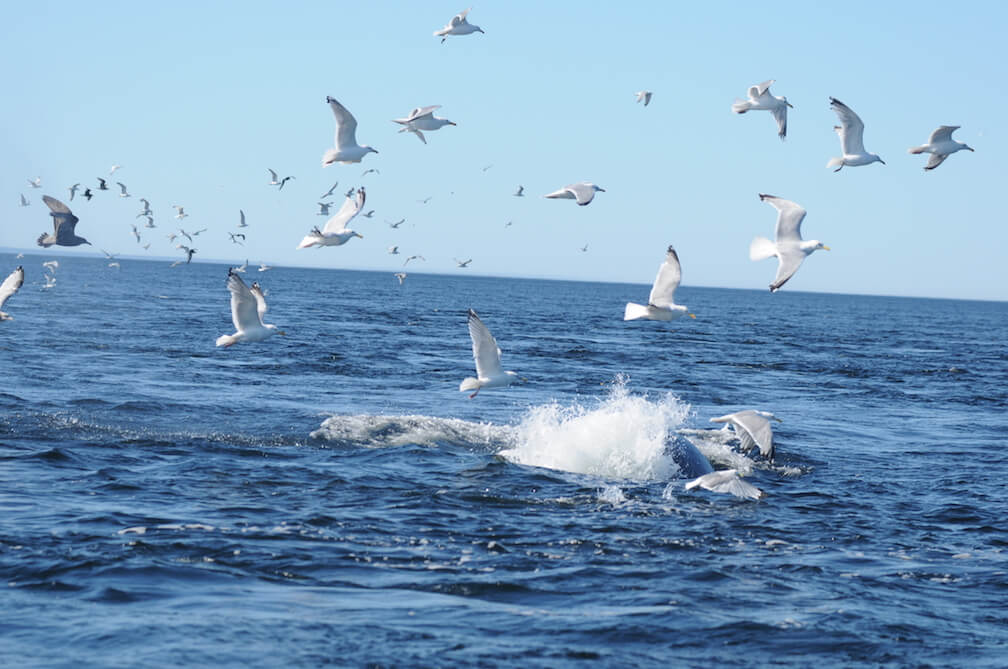 La présence d'oiseaux marins indique parfois une abondance de poissons, des proies de certains baleines. © GREMM