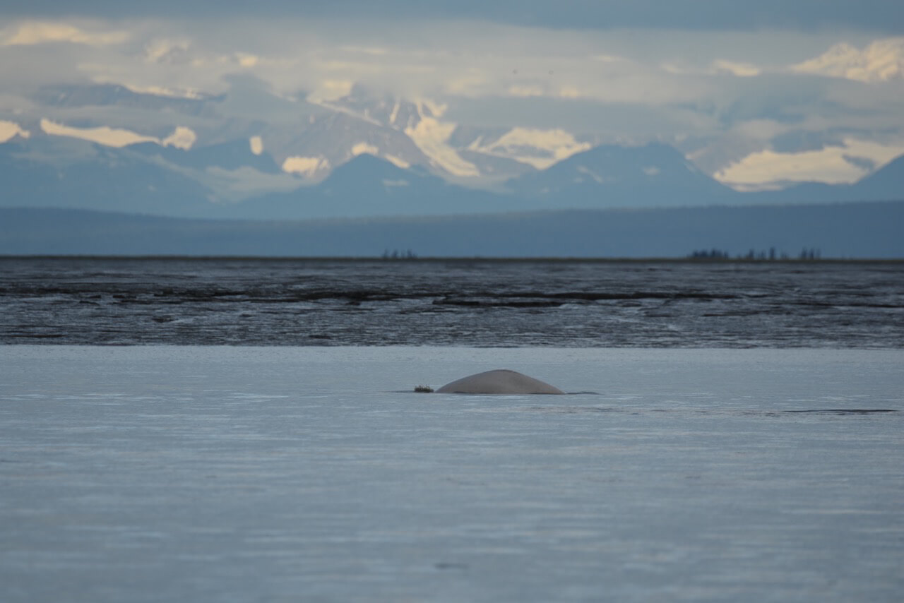 béluga alaska
