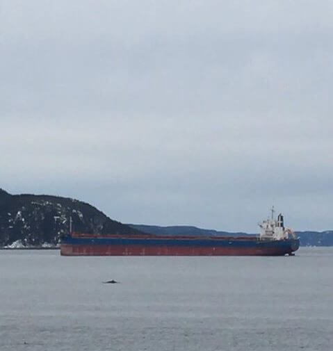The minke whale seems tiny next to the cargo ship