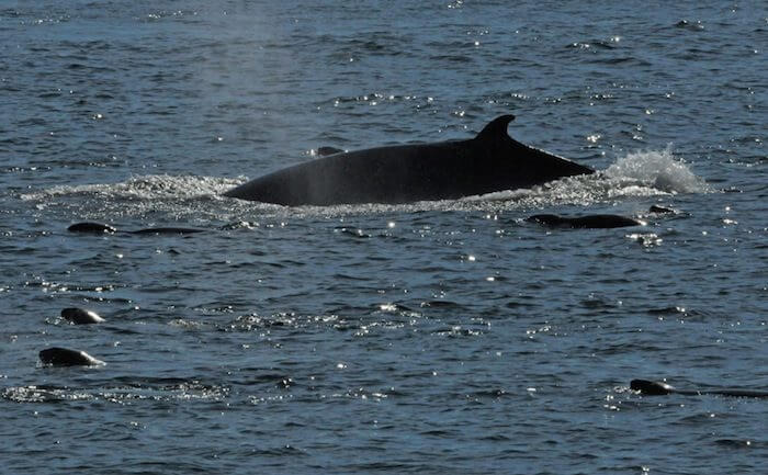Minke whale back emerging