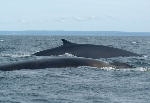 two fin whales