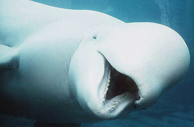 picture of a beluga with its mouth open taken from up close