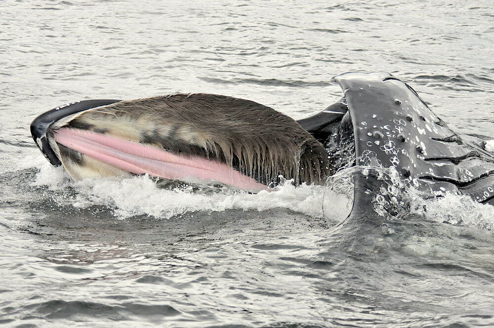 A humpback whale opens a wide mouth to eat