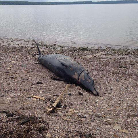 Carcasse de la baleine à bec de Sowerby