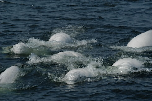 Group of beluga whales breathing at the surface.